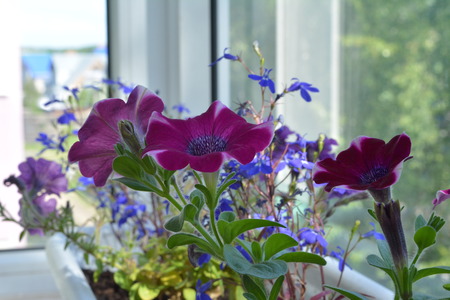 Little garden on the balcony with magenta petunia and blue lobelia. Potted flowers in home greening.の写真素材