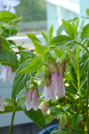 Campanula punctata. Beautiful spotted bellflower in balcony greening. Herbaceous perennial flowering plant.の写真素材