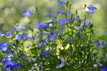 Delicate flowers of lobelia erinus on blurred natural background.の写真素材