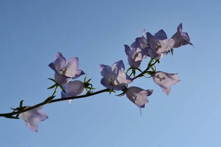 Beautiful flowers of the peach-leaved bellflower against clear blue sky. Blooming campanula persicifolia.の写真素材