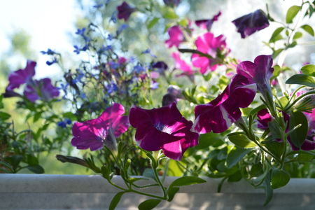 Beautiful petunia flowers in sunny summer day. Small garden on the balcony with blooming plants in flowerpot.の写真素材