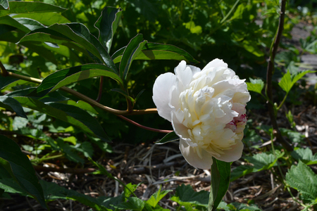 Beautiful white flower of peony in green spring garden.の写真素材