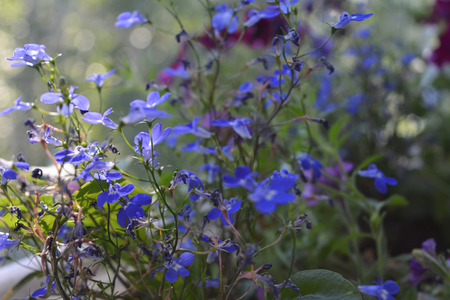 Beautiful blue lobelia flowers. Balcony gardening.の写真素材