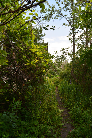 Pathway through overgrown garden in summer.の写真素材