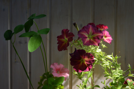 Beautiful flowers of petunia and leaves of clover on wooden background. Small garden on the balcony.の写真素材