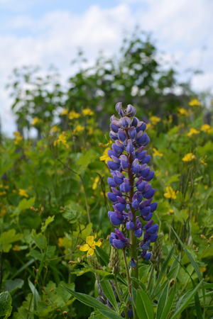 Lupine flower on the background of blooming celandine. Nature in summer.の写真素材