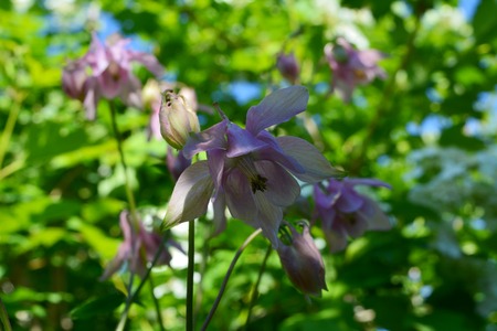 Beautiful flowers of aquilegia or columbine. Blooming garden in summer.の写真素材