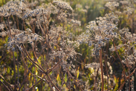 Dry umbrella plants in sunny autumn day.の写真素材