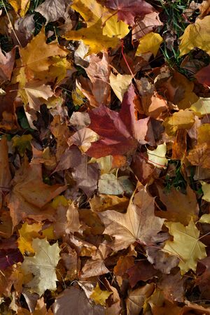 Colorful maple leaves in fall season. Autumn background.
