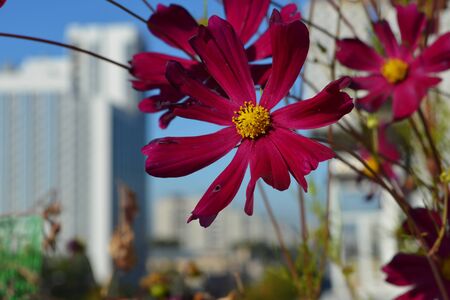 Bright cosmos flowers on the background of city landscape. Small urban garden on the balcony.の写真素材
