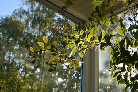 Cobaea in balcony greening. Beautiful climbing plant with green leaves.の写真素材