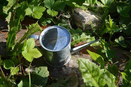 Metal watering can among green leaves of different plants - strawberry, dandelion and others. Summer garden.の写真素材