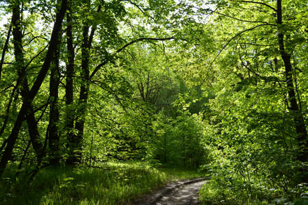 Path in the summer forest with trees lit by the sun