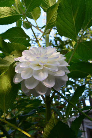Beautiful dahlia flower with white petals with light violet edges on the background of green leaves