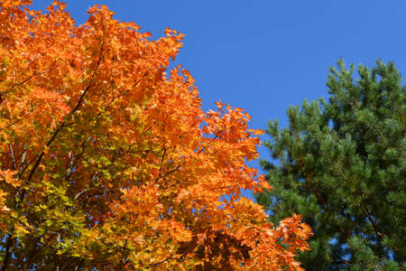 Bright orange leaves of maple tree and green needles of pine on the background of blue sky. Beautiful autumn view.の写真素材