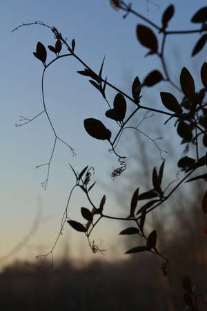 Cobaea in balcony gardening. Silhouettes of shoots and leavesの写真素材
