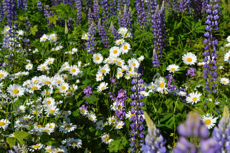 Daisy and lupin flowers grow on the meadow in summer. Flowering lawn in sunny day.の写真素材