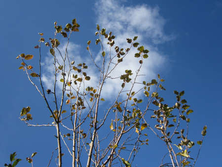 Autumn in the garden. Branches with dry leaves of apple tree on the background blue sky with white clouds.の写真素材