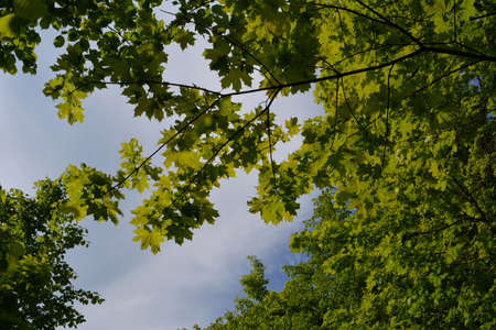 Branch of maple tree with fresh green leaves on the background of sky in summer day