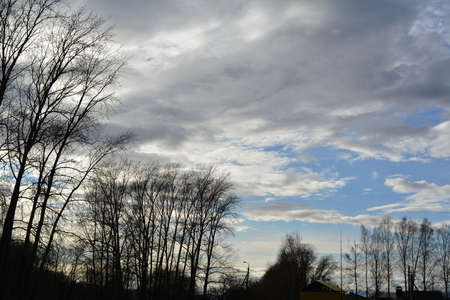 Black silhouettes of trees in the city on the background of the beautiful sky in early springの写真素材