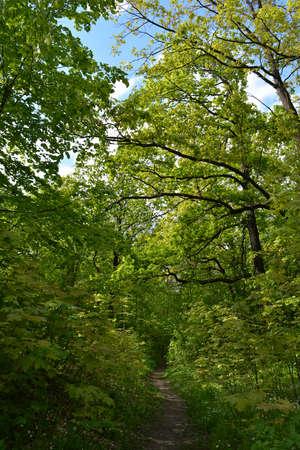 Beautiful summer landscape with path in lush green forest with undergrowth