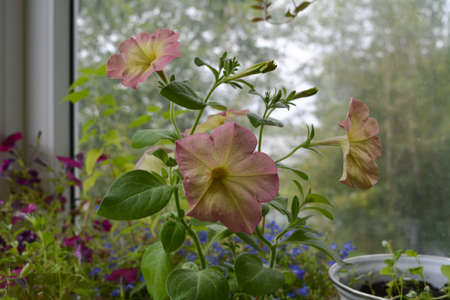 Beautiful petunia flowers grow in small garden on the balcony