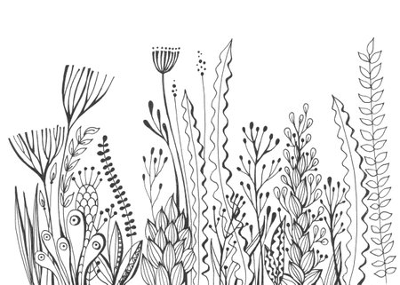 Hand drawn black and white image with different seaweed.の写真素材