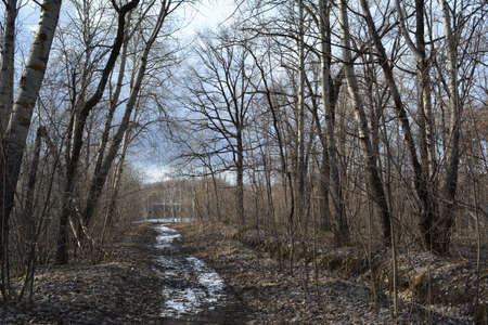 early spring landscape. Walking path with last snow through grove with trees.