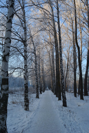 Winter photo of a snow-covered birch alley. The tops of the trees are illuminated by the sun, and a thick shadow lies below. Beautiful photowall-paper.の写真素材