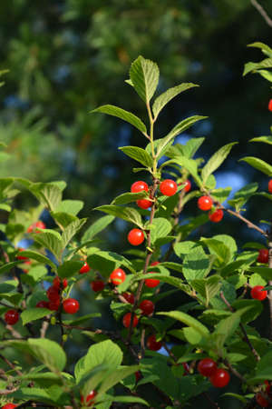 Branches of nanking cherry with ripe red berries. summer garden.