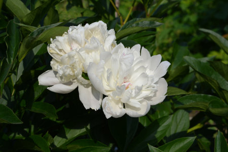 Beautiful white peony flowers on the background of green leaves.の写真素材