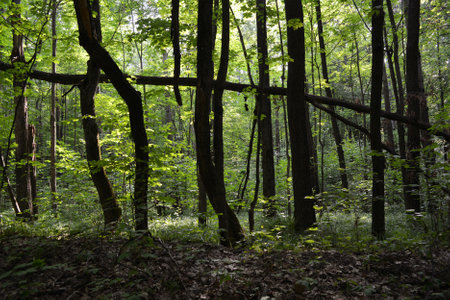 Picturesque landscape of forest with dark silhouettes of tree trunks and green foliage in summer.
