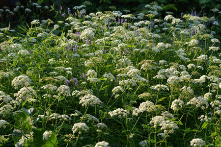Flowering buckwheat grows in the garden in summer.