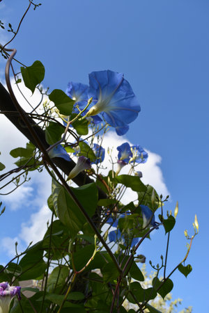 A blue morning glory (Ipomoea) wraps around a wooden support against a blue sky with white clouds.