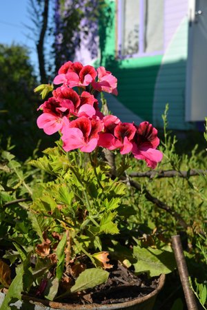 Bright pink flowers of pelargonium grandiflorum in rural garden. Blooming plant on the background of...