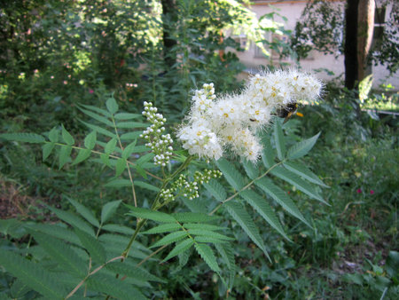 Flowering twig of false spiraea (Sorbaria sorbifolia). Beautiful summer photo.の写真素材