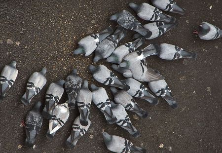 Pigeons eating bread crumbs outdoorsの写真素材