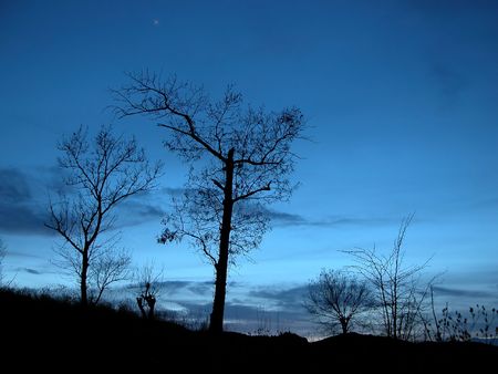 Trees and star at nighttimeの写真素材