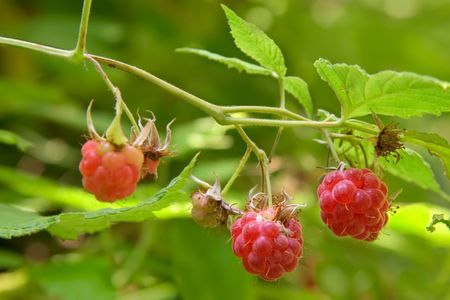 Raspberry