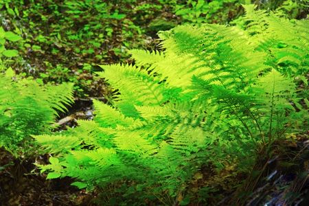 Fern in the woodsの写真素材