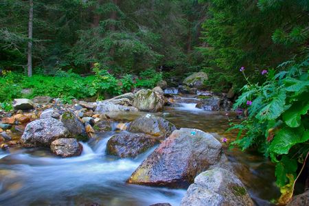 Stream rushing through the forest in Macedoniaの写真素材