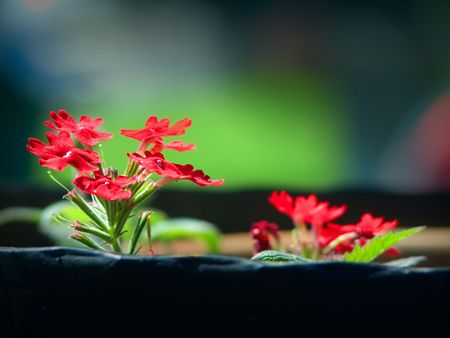 Flowers in a flowerpot indoorの写真素材