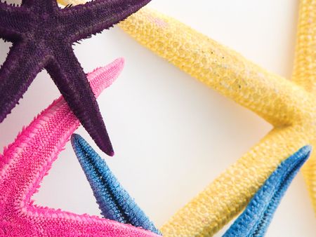 Starfish against white backgroundの写真素材