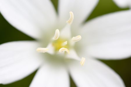 Close up of a white flowerの写真素材