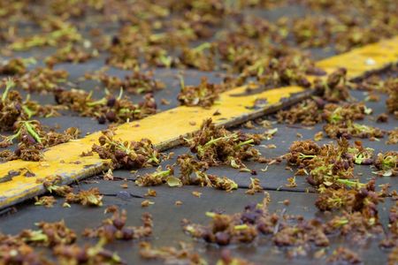 Yellow stripe with some Flowers on the groundの写真素材