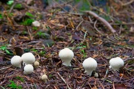 Mushrooms in the forestの写真素材