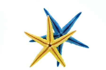 Yellow and blue starfish against white backgroundの写真素材