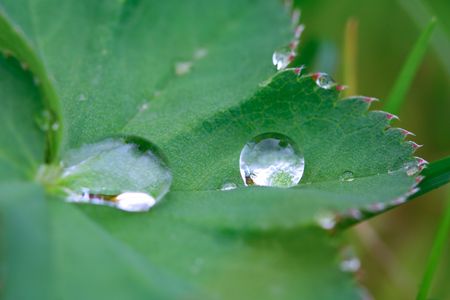 Water droplet on a green leafの写真素材
