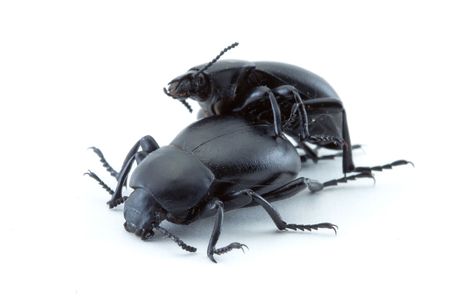 Bumblebees mating against white backgroundの写真素材