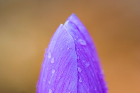 Crocus with droplets on its leafs